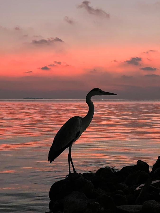 Raalhu Dhangethi Bed and Breakfast Eksteriør billede